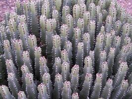 Patch Of Resin Spurge Succulent Growing In Arizona photo