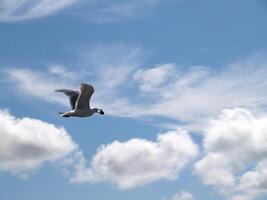 Seagull in flight with prize in mouth photo