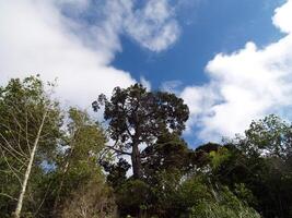White clouds with blue sky and trees photo