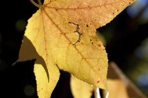 Closeup of yellow autumn leaf on tree photo