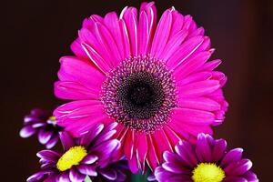 Arrangement Of Purple Flowers Against Dark Background photo