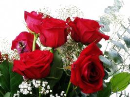 Six Red Roses Amid Green Leaves Babys Breath photo