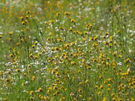 Yellow and white wild flowers amid green stalks photo