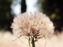 Close Shot Of Dandelion Plant In Field photo