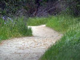 Low view of outdoor walking path green grass and flowers photo