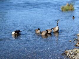 Canadian Geese near bank of river preening photo