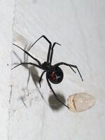 viuda negra araña con huevo saco en web foto