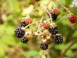 Wild Blackberries on the vine ripe and not photo