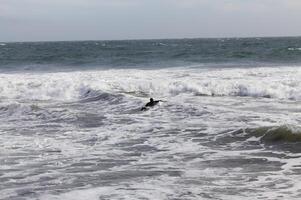 Lone Surfer Paddling Out In Ocean Surf Nothern California photo