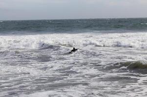 solitario tablista remar fuera en Oceano navegar norte California foto