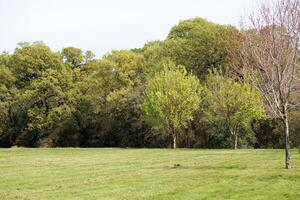 Green lawn and trees at park in Spring photo