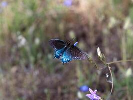 Blue and black butterfly wings opened photo