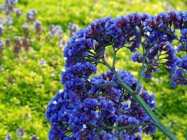 blue blossoms against yellow and green vegatation photo