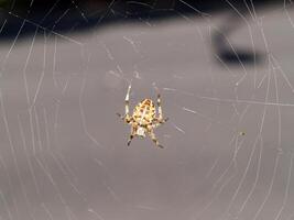 amarillo araña en web con pequeño mosca foto