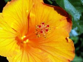 Closeup of stigma of orange flower with pollen photo