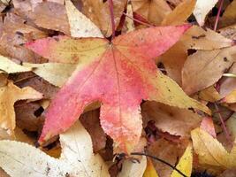 Background of wet autumn leaves on the ground photo