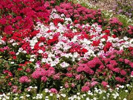 flor cama de rojo blanco y verde plantas en Arizona foto