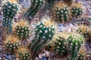 cactus crecer en rocoso suelo en un botánico jardín invernadero foto