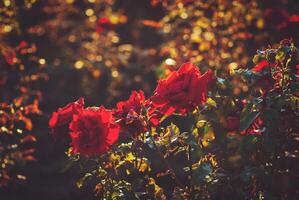 Red roses blooming in summer garden lit by evening sun photo