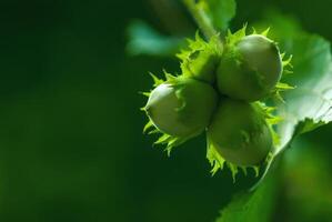 Hazelnut tree branch with unripe nuts in green forest, copy space photo