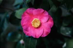 Camellia Japonica - Ashiya camelia single flower on a tree photo