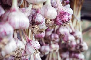 Harvested garlic hanging in bundles to dry photo