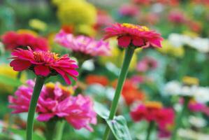 Zinnia flowers in summer garden closeup photo
