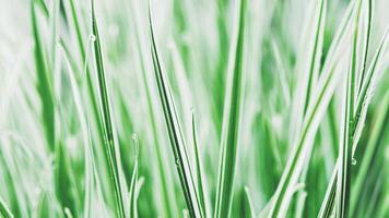 green white sedge grass Carex Everest background photo