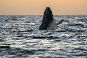 humpback whale breaching at sunset in cabo san lucas photo