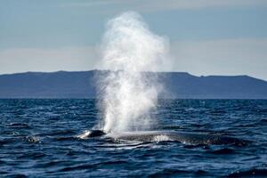blue whale in loreto bay baja california sur photo