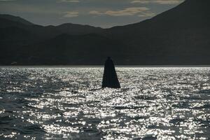 Spy hopping at sunset grey whale in san ignacio lagoon puerto chale maarguerite island baja california sur mexico photo