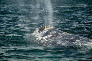 gris ballena en san ignacio laguna puerto chale maarguerita isla baja California sur mexico foto