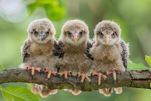 AI generated Eagle Baby group of animals hanging out on a branch, cute, smiling, adorable photo