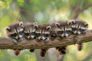 ai generado mapache bebé grupo de animales colgando fuera en un rama, lindo, sonriente, adorable foto