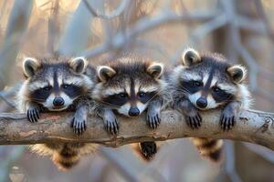 ai generado mapache bebé grupo de animales colgando fuera en un rama, lindo, sonriente, adorable foto