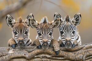 ai generado cebra bebé grupo de animales colgando fuera en un rama, lindo, sonriente, adorable foto