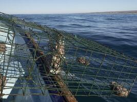 fishing with lobster pot in mexico photo