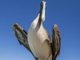 pelicans in baja california sur mexico, magdalena bay photo