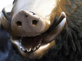 Detail of Hand touching good luck copper pig statue in Florence rite of fortune you have to rub a coin on the nose of wild boar and then drop it into the manhole cover of the porcellino fountain photo