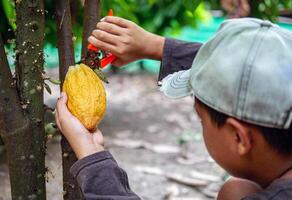 cacao granjero utilizar poda tijeras a cortar el cacao vainas o Fruta maduro amarillo cacao desde el cacao árbol. cosecha el agrícola cacao negocio produce. foto