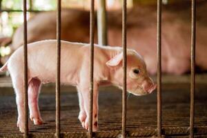 Cute newborn A week-old piglet  in the pig farm with other piglets, Close-up photo