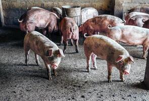 criador cerdo con sucio cuerpo, de cerca de de cerdo cuerpo.grande cerdo en un granja en un pocilga, joven grande Doméstico cerdo a animal granja adentro foto