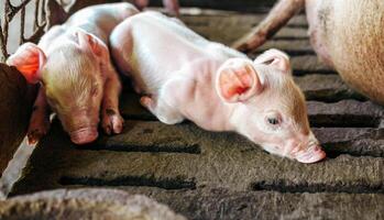 un semana de edad cerdito linda recién nacido en el cerdo granja con otro lechones, de cerca foto