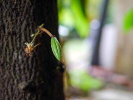 Raw small green cacao pods and cocoa flower. growing young cocoa fruit hanging on a tree cocoa photo