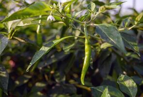 Green chilli in the garden, organic green chilli growing on chilli tree photo