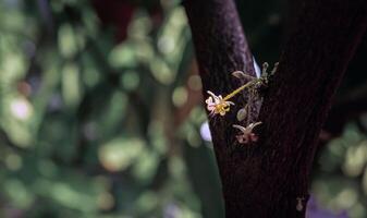 Cocoa flowers Theobroma cacao on growing tree trunk,Cacao flowers and fruits on cocoa tree  for the manufacture of chocolate photo