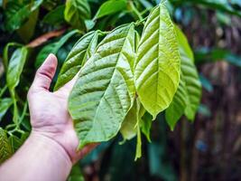 joven verde hoja cacao en cacao planta, cacao árbol foto