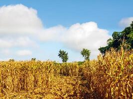 corn field during harvest and blue sky,Dry corn fields ready for harvest photo