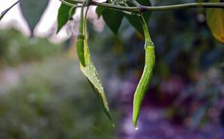 Green chilli in the garden, organic green chilli growing on chilli tree photo