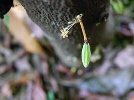 Raw small green cacao pods and cocoa flower. growing young cocoa fruit hanging on a tree cocoa photo